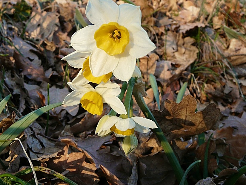 Narcissus tazetta